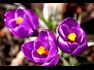 Purple crocus