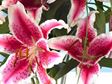 Stargazer Lilies