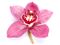 Orchid