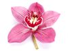 Orchid