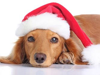 dog with santa hat