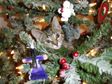 Christmas Cat