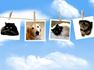 10 Ways to Connect Spiritually with Your Pets