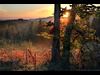 fall dark woods