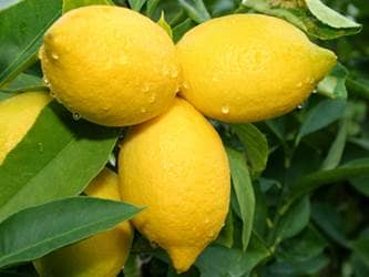 Bunch of lemons on tree