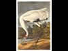 Crane