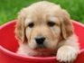 Pets-Yellow lab in a bucket