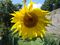 Sunnykid