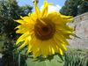 Sunnykid