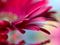 Beautiful flower