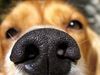 Dog's nose