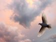 Dove of hope