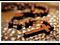 Rosary Beads
