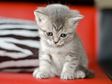 Gray kitten sitting on red sofa
