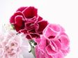 Mother's Day Pink Carnations