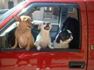Bnet photo Three dogs in a red car