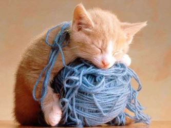 Cute Cat Pictures