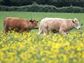 Beltaine, May Day, Cattle in Field of Flowers