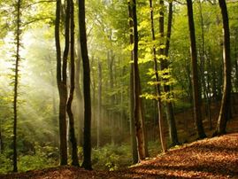 trees and light