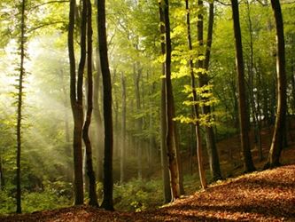trees and light