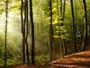 trees and light
