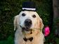 Golden Retriever wearing a top hat and bow tie, with a rose in its mouth