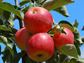 Autumn Equinox, Apples, Summer Solstice, Litha