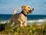 Yellow labrador puppy running on beach