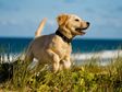 Yellow labrador puppy running on beach