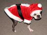 Dog in Santa Claus costume