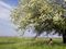 Sitting under a tree in bloom