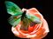 Green butterfly on pink rose