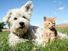 Pet Personality Quiz