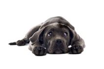 Canine Connection