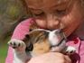 Little girl kissing a Jack Russell terrier