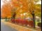 fall leaves on street