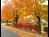 fall leaves on street