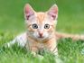 Pets-Cat lying in the grass