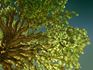 Angels and the Economy money tree