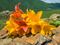 Midsummer, Summer Solstice, Litha, Flowers on Rocks