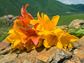 Midsummer, Summer Solstice, Litha, Flowers on Rocks