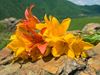 Midsummer, Summer Solstice, Litha, Flowers on Rocks