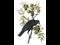 Crow