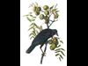 Crow