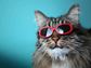 Gray cat wearing red sunglasses