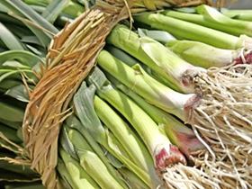 scallions