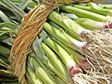 scallions