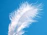 Signs from Angels