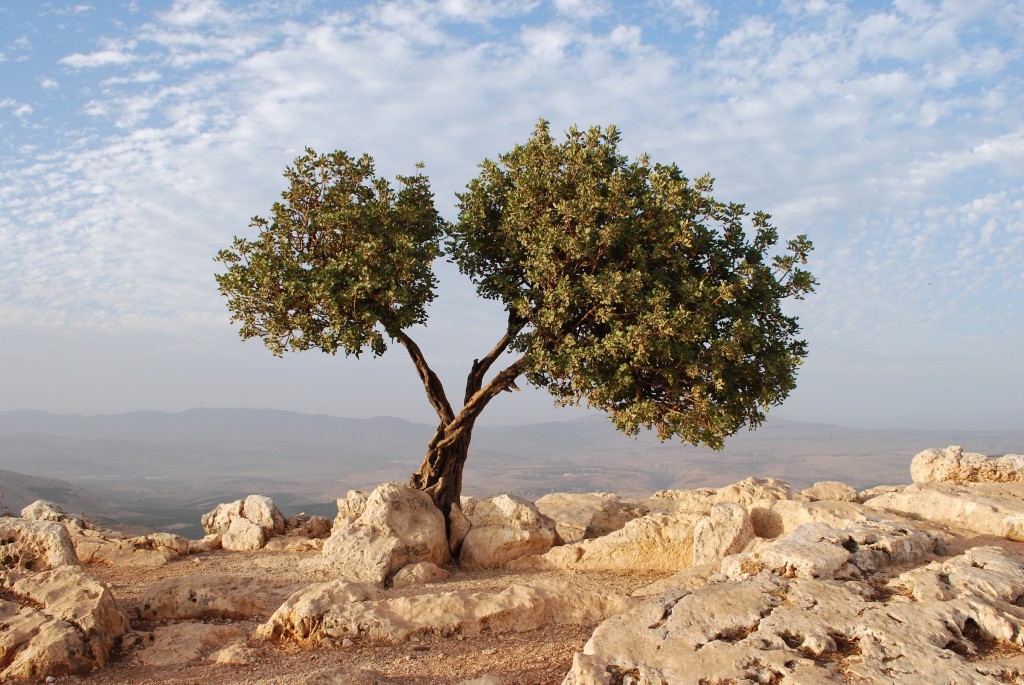 Slide Image