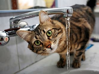 Striped cat with green eyes water faucet